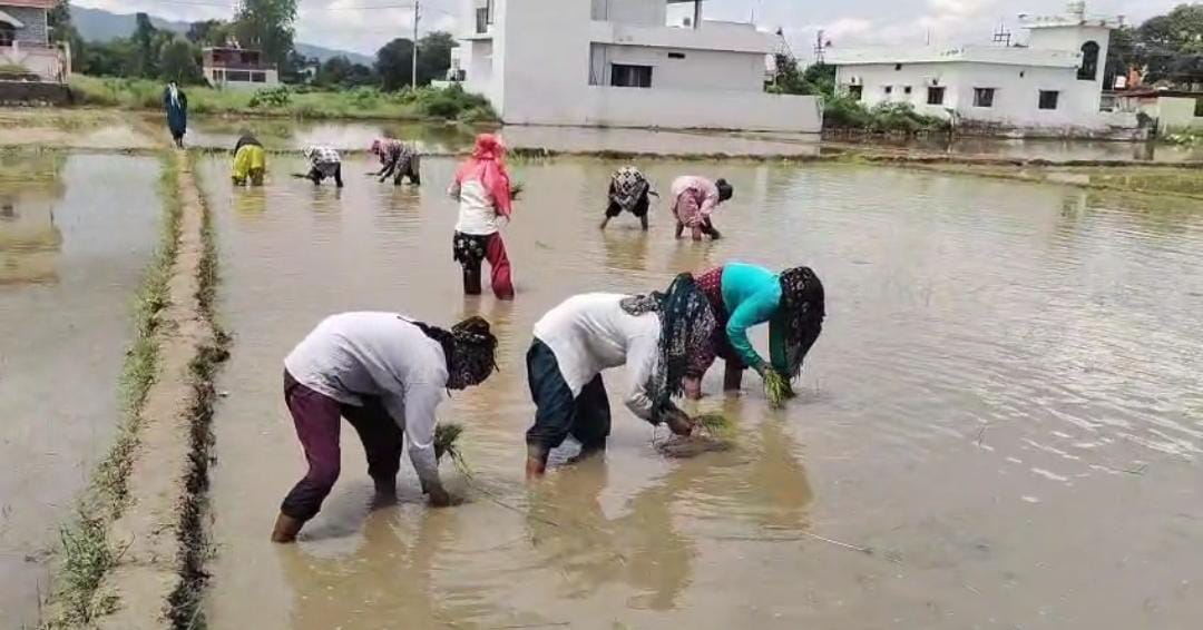 सफल ट्रायल के बाद 2.2 दून बासमती की रोपाई शुरू, 160 किसानों ने 75 हेक्टेयर में संभाली खेती की कमान
